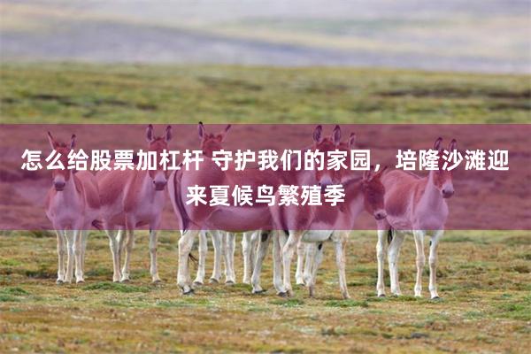 怎么给股票加杠杆 守护我们的家园，培隆沙滩迎来夏候鸟繁殖季