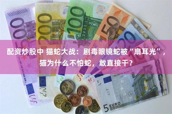 配资炒股中 猫蛇大战：剧毒眼镜蛇被“扇耳光”，猫为什么不怕蛇，敢直接干？